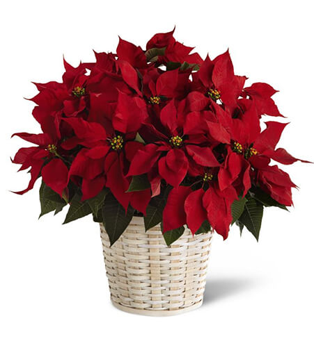 Red Poinsettia Basket (Large)